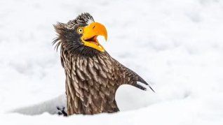 Águila marina de Steller en la nieve de Japón Águila marina de Steller en la nieve de Japón
