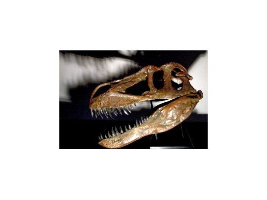 Hallan restos de nueva especie de dinosaurio