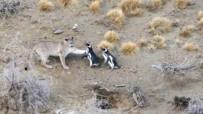 Los pumas volvieron a cazar pinguinos en la Patagonia