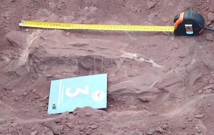 Restos fósiles de un dinosaurio hervíboro.