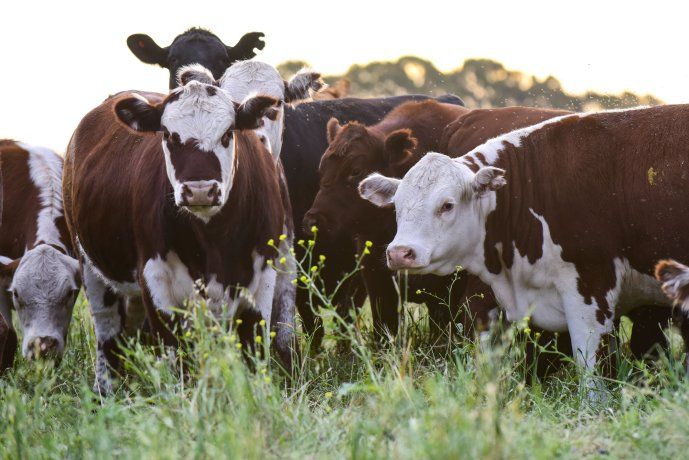 The regulatory change reaches vaccines and antigens against Afitase fever.