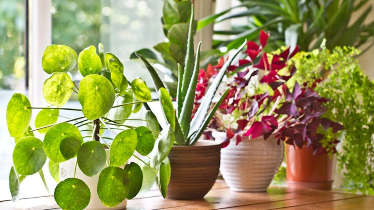 Doesn’t your indoor plants grow? Avoid these mistakes that we all make
