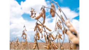 Para el USDA, la Argentina cosechará 57 millones de toneladas de soja y exportará 11,8 millones de toneladas de la actual campaña 2015/16, por encima de los 11,25 millones previstos el mes pasado.