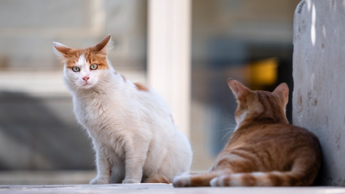 5 cosas para tener en cuenta al adoptar un segundo gato
