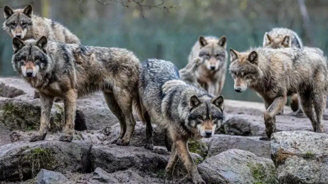Una manada de lobos pone en alerta a varias regiones de Europa
