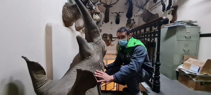 Hallan más de 50 animales éxoticos embalsamados en la fábrica de chocolates Felfort