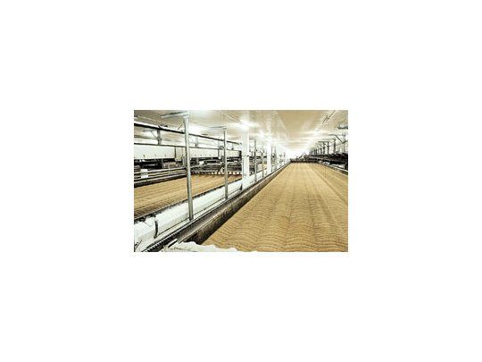 A partir del viernes comienzan a funcionar nuevas cajas de germinación de 300 toneladas cada una.