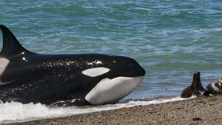 Argentina Salvaje, la primera película argentina de naturaleza y vida salvaje para cine