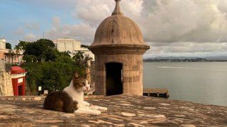 La organización Alley Cat Allies presentó una demanda en marzo pasado contra el proyecto del SPN.