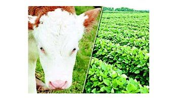 ámbito.com | Parte de las ganancias en soja se vuelca a la compra de ganado. Esto genera fuerte demanda de campos ganaderos.