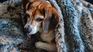 We must go to a veterinarian for any illness that our pet may have. 
