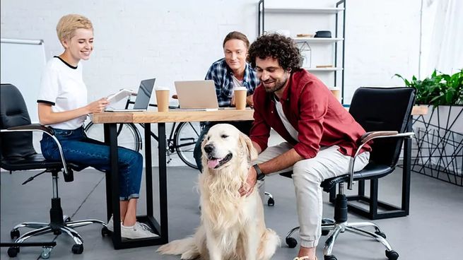 Oficinas pet friendly y sus grandes beneficios en el ambiente laboral.&nbsp;