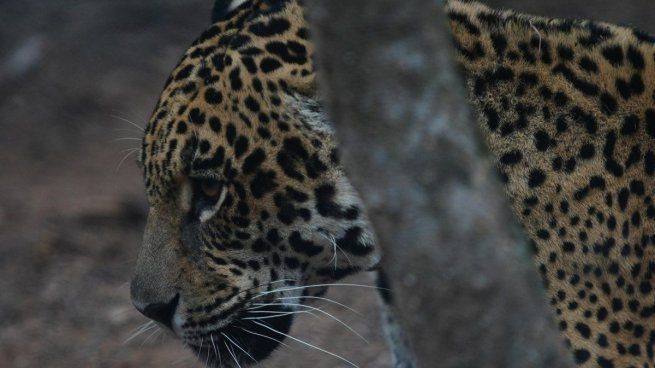 Muerte del yaguareté en Formosa
