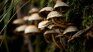 The mycelium is not only ecological: it is also functional. The mycelium is not only ecological: it is also functional.