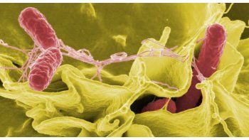 escapo una bacteria de un laboratorio en china y hay mas de 3.000 enfermos
