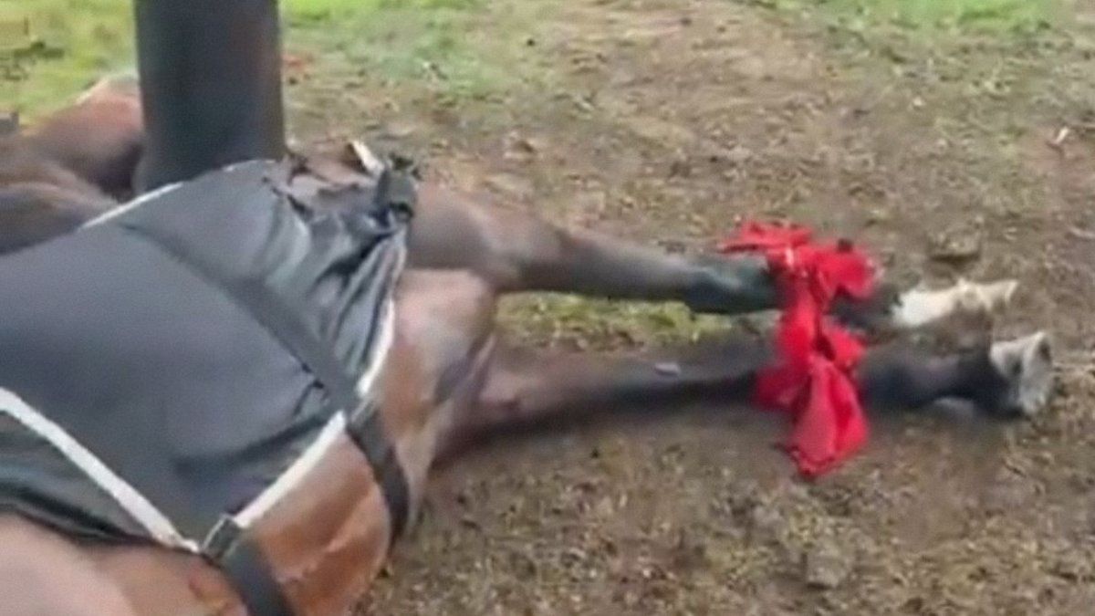 Un rayo mató a cuatro yeguas de polo en el Jockey Club de San Isidro