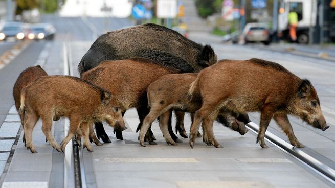 jabalies italia politica.jpg