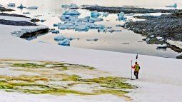 guia del cambio climatico: ¿por que la antartida se esta volviendo verde?