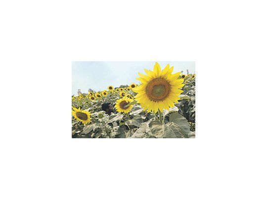 Cosecha de girasol se acerca a los rindes históricos