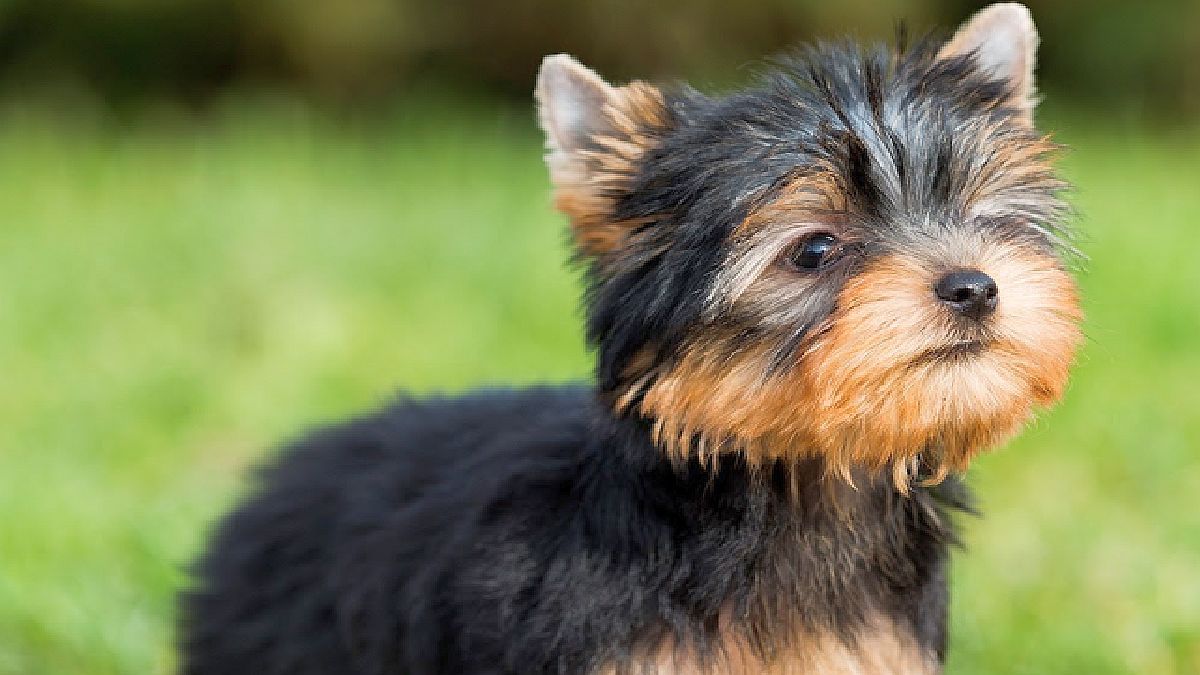 Por qué el 21 de julio