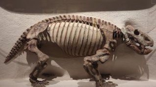Dinodontosaurus isiyavamanda vivió hace 240 millones de años en Tanzania. Dinodontosaurus isiyavamanda vivió hace 240 millones de años en Tanzania.