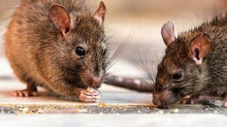 Un joven de 24 años murió por leptospirosis.
