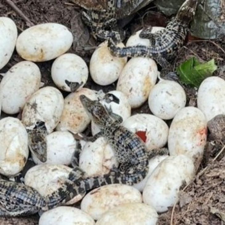 El cocodrilo siamés vive en cursos de agua dulce. El cocodrilo siamés vive en cursos de agua dulce.
