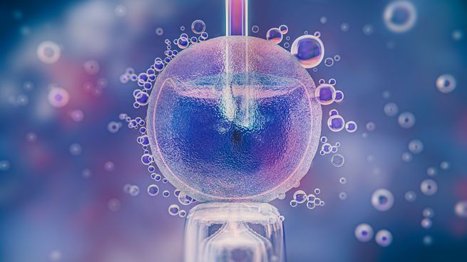 La Cámara diferenció este caso de un procedimiento de fertilización asistida destinado a un embarazo actual.&nbsp;