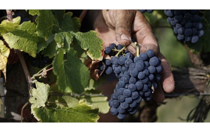 La producción mundial de vino cae en 2017 al nivel más bajo de las últimas décadas