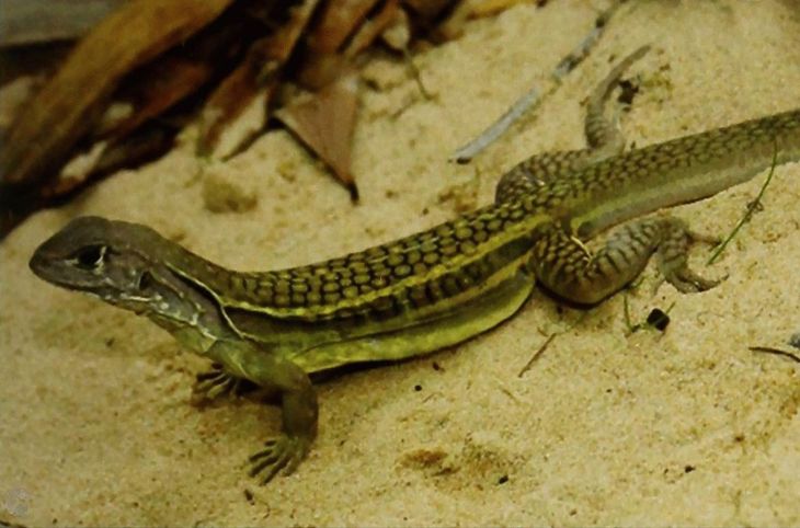 El método de reproducción del Leiolepis Ngovantrii es lo que lo difiere de los demás animales. El método de reproducción del Leiolepis Ngovantrii es lo que lo difiere de los demás animales.