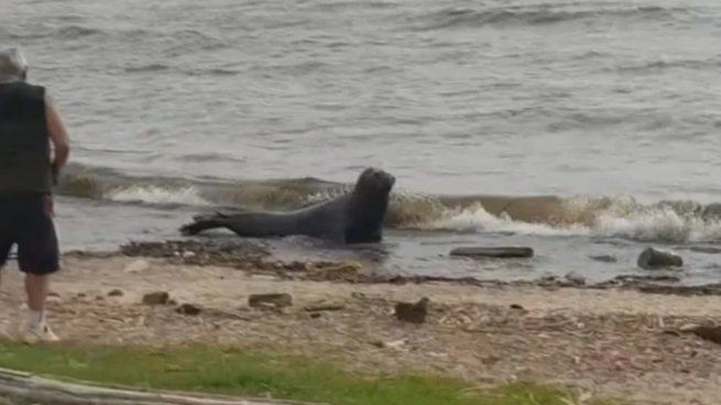 Investigaciones del CONICET señalan que la presencia de pinnípedos en esta región tiene antecedentes históricos&nbsp;