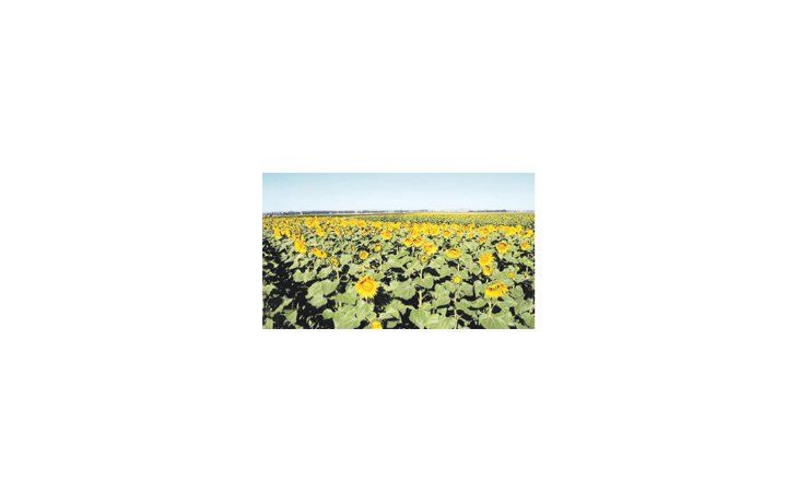 El aceite de girasol alto oleico es similar al de oliva, con la ventaja adicional de que posee sabor y olor neutros.