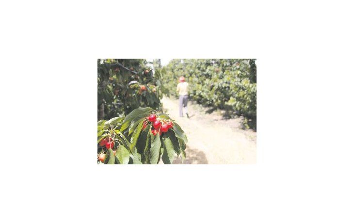 BENEFICIADOS. La cadena de valor frutícola es uno de los sectores que podrían acceder a esta línea crediticia.
