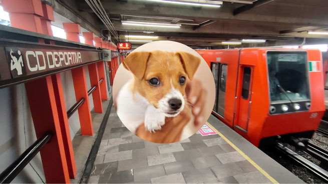 Metro CDMX y un revuelo en Línea 9 por un perro.