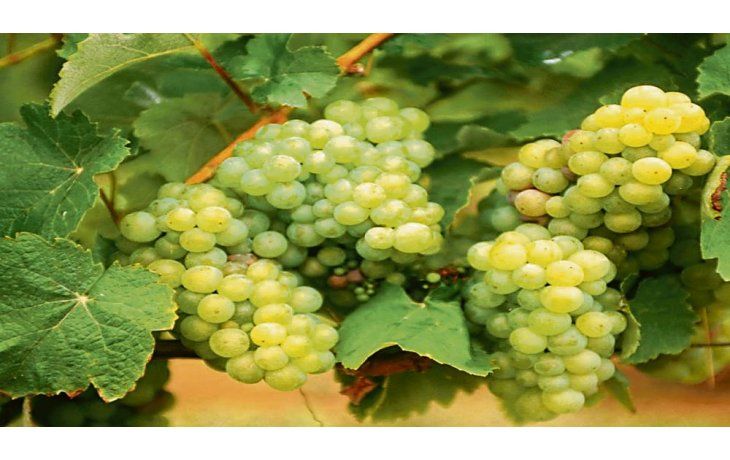 Diferencial. Las uvas blancas totalizan el 50% de los viñedos (mayoritariamente Torrontés), pero también hay viñedos para tintos como Bonarda, Malbec, Syrah o Cabernet. Diferencial. Las uvas blancas totalizan el 50% de los viñedos (mayoritariamente Torrontés), pero también hay viñedos para tintos como Bonarda, Malbec, Syrah o Cabernet.
