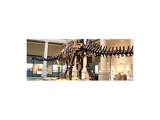 Bonistas quieren embargar fósiles de dinosaurios argentinos por deuda