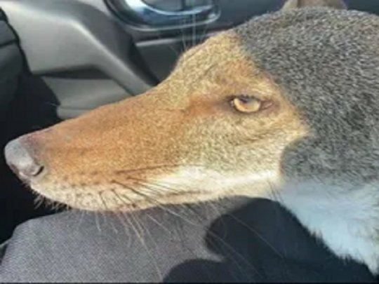 Coyote. 