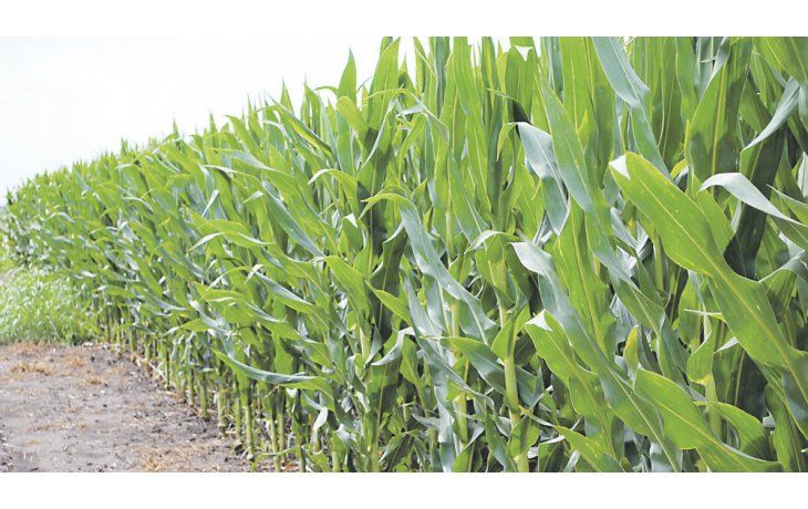 En caída. El maíz cotiza a valores mínimos de hace seis años y los rindes están por debajo de los proyectado por el USDA.
