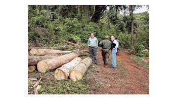 El cultivo de la soja y la producción ganadera ganan terreno a la Amazonia brasileña. La tala de árboles se centra ahora en terrenos de menor tamaño y más complicados de fiscalizar por el Estado.
