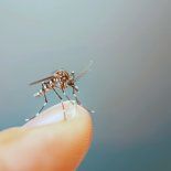 El insecto no ataca a todos por igual por varios motivos. El insecto no ataca a todos por igual por varios motivos.