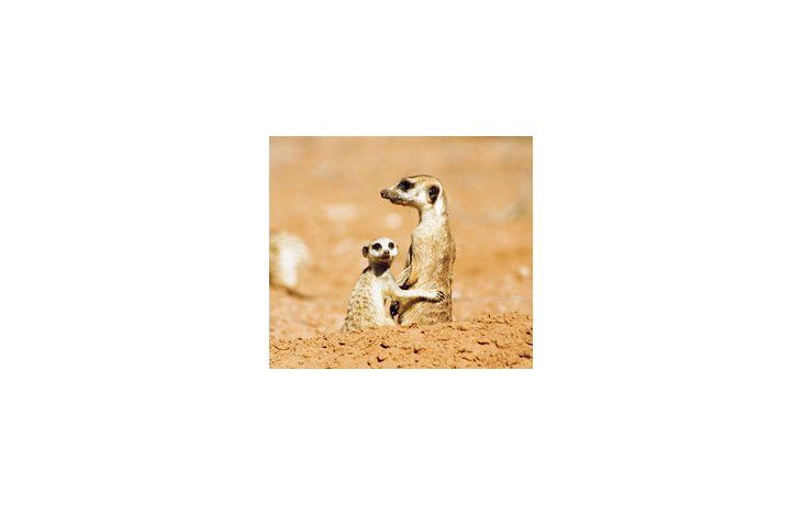 ámbito.com | Un trabajo documental exhaustivo con las suricatas del desierto de Kalahari, aunque difícilmente una historia que alegre a los chicos.