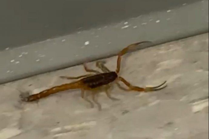 Alacrán en el colegio Lengüitas. 