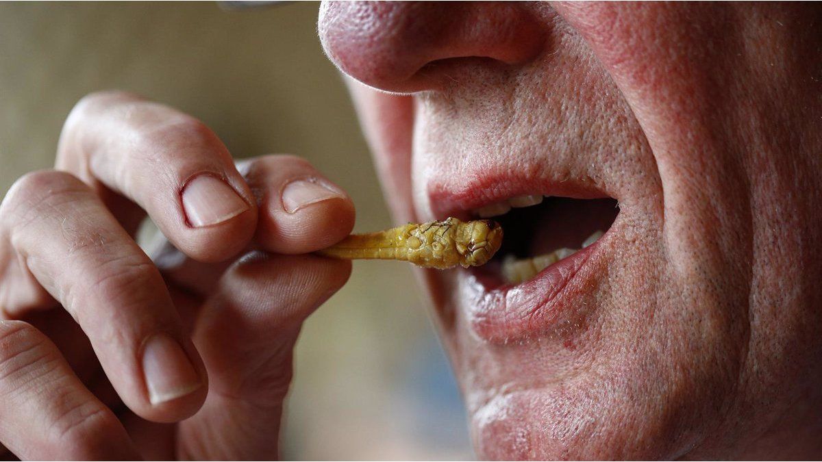Suitable vegetarians?  A chef created a cricket-based flour