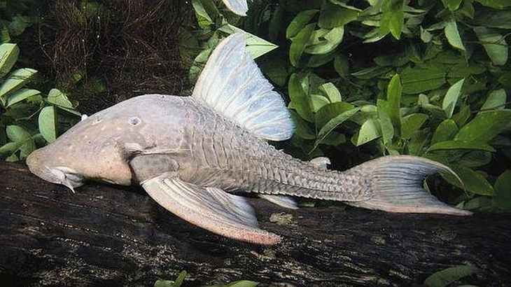 La carachama es un animal muy territorial e invasivo. La carachama es un animal muy territorial e invasivo.