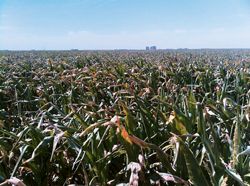 Cultivos afectados por la sequía en campos de la provincia de Córdoba. Cultivos afectados por la sequía en campos de la provincia de Córdoba.