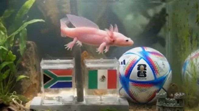 ¿Quién es el nuevo oráculo que promete revolucionar el Mundial 2026 con sus pronósticos?
