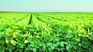 Agro-exporters received almost $600,000 million extra in the three editions of the soybean dollar