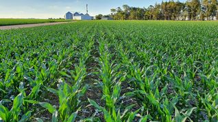 El cambio climático calienta también los mercados agrícolas