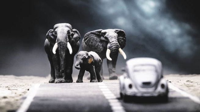 nuevos territorios. El Volkswagen Beetle contra los elefantes, una de las obras de Carlos Furman.