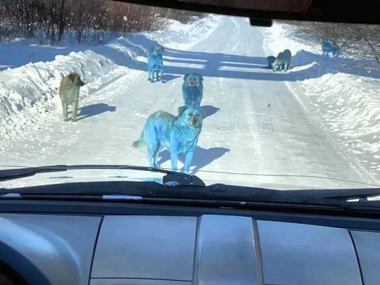Agencias de derechos de los animales dijeron que la salud de los perros azules probablemente no esté en peligro.